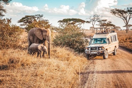 Safari