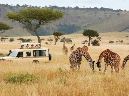 Safari